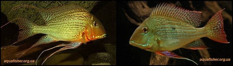 8Geophagus_altifrons1