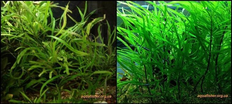 8Hygrophila_corymbosa_angustifolia1