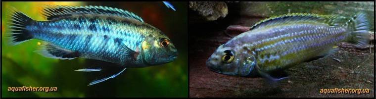 8Melanochromis_auratus1