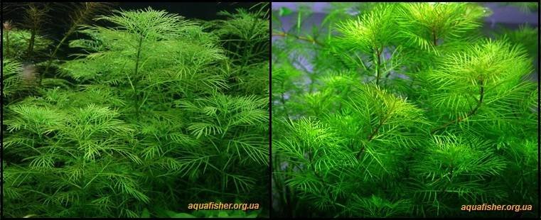 8Myriophyllum_mattogrossense1