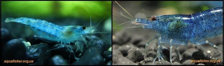 8Neocaridina_palmata_Blue_pearl3