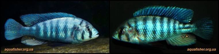 8Neochromis_omnicaeruleus1