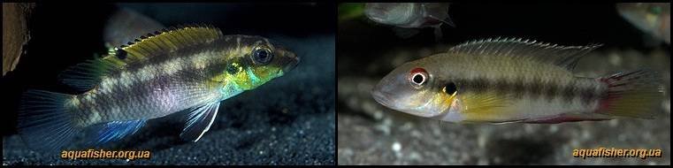 8Pelvicachromis_humilis1