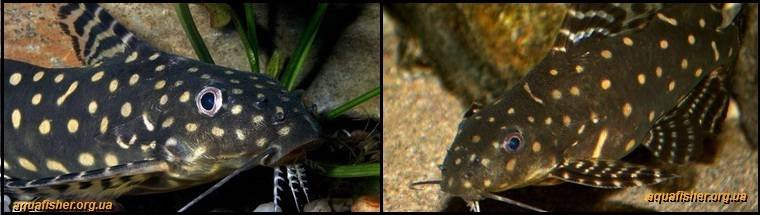 8Synodontis_angelicus1