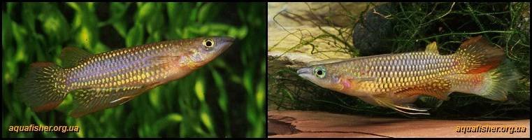 9Aplocheilus_lineatus1