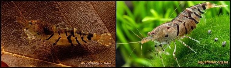 9Caridina_cantonensis_Tiger1