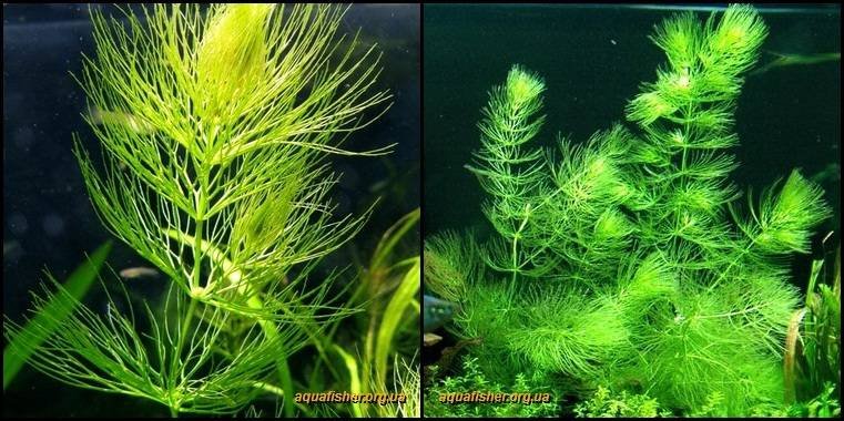 9Ceratophyllum_submersum1