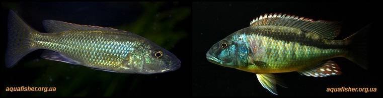 9Champsochromis_spilorhynchus1