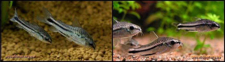 9Corydoras_pygmaeus1