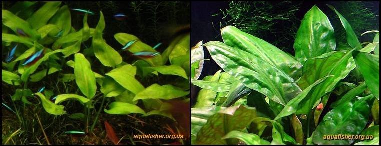 9Cryptocoryne_pontederiifolia1