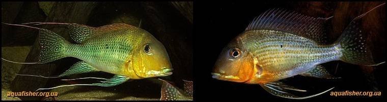 9Geophagus_altifrons1