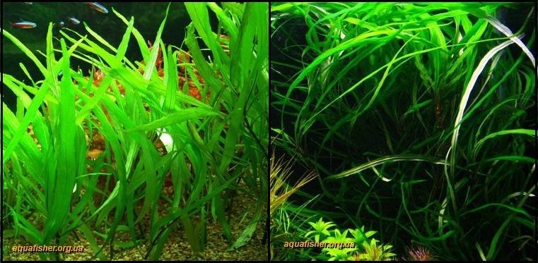 9Hygrophila_corymbosa_angustifolia1
