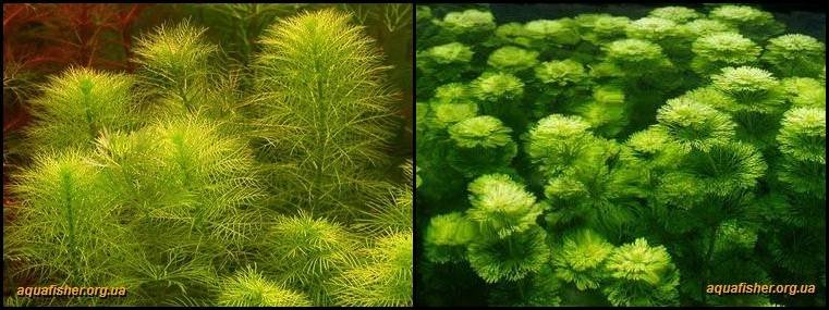 9Myriophyllum_mattogrossense1