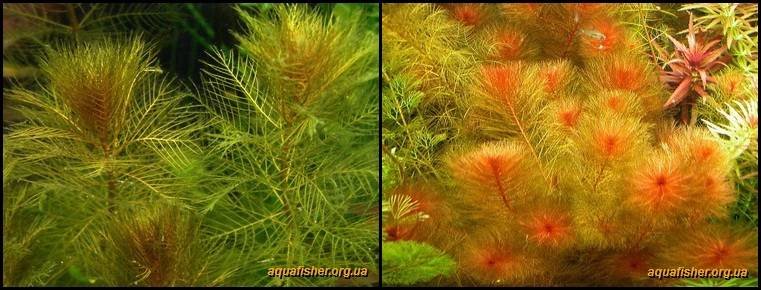 9Myriophyllum_tuberculatum1