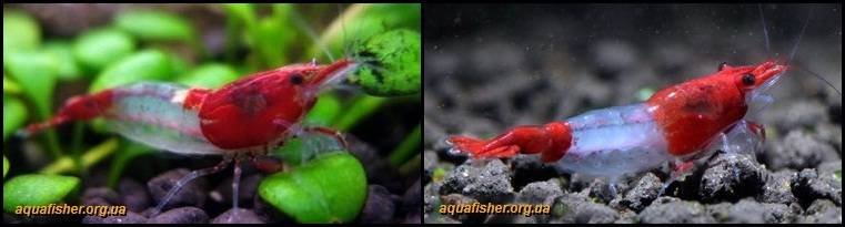 9Neocaridina_davidi_Rili1