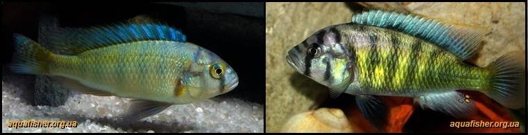 9Neochromis_omnicaeruleus1