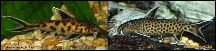 9Synodontis_petricola1