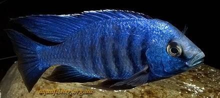 Копадихромис ацуреус синий